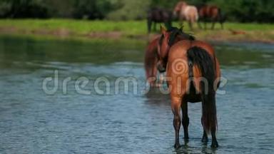 美丽的棕色马在河边吃草，在水上散步，晴朗的天气